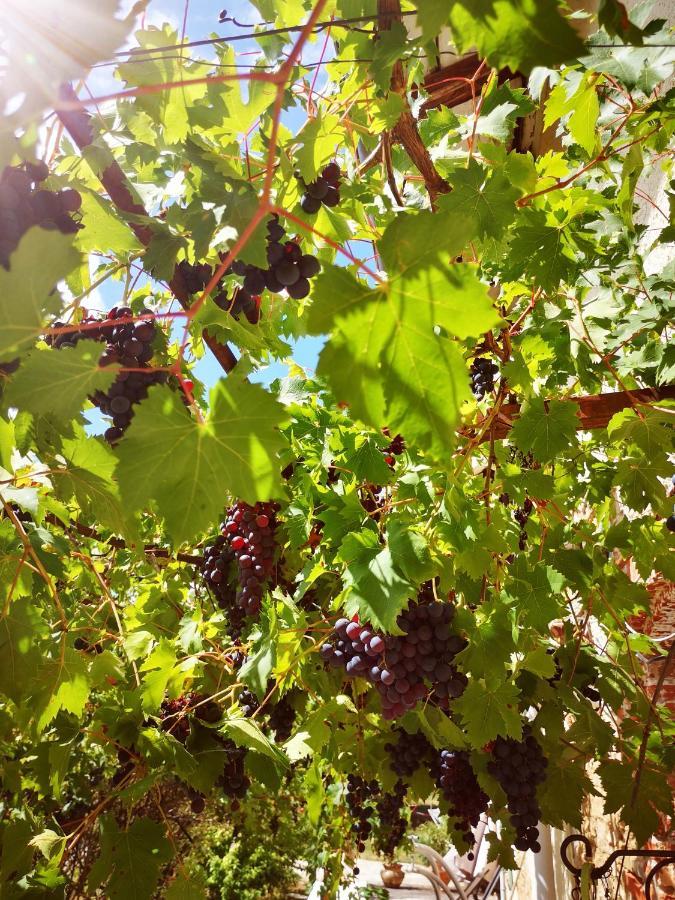 Domaine Des Jammetous - Hotel And Yoga Retreat Center La Magdelaine-Sur-Tarn Екстер'єр фото